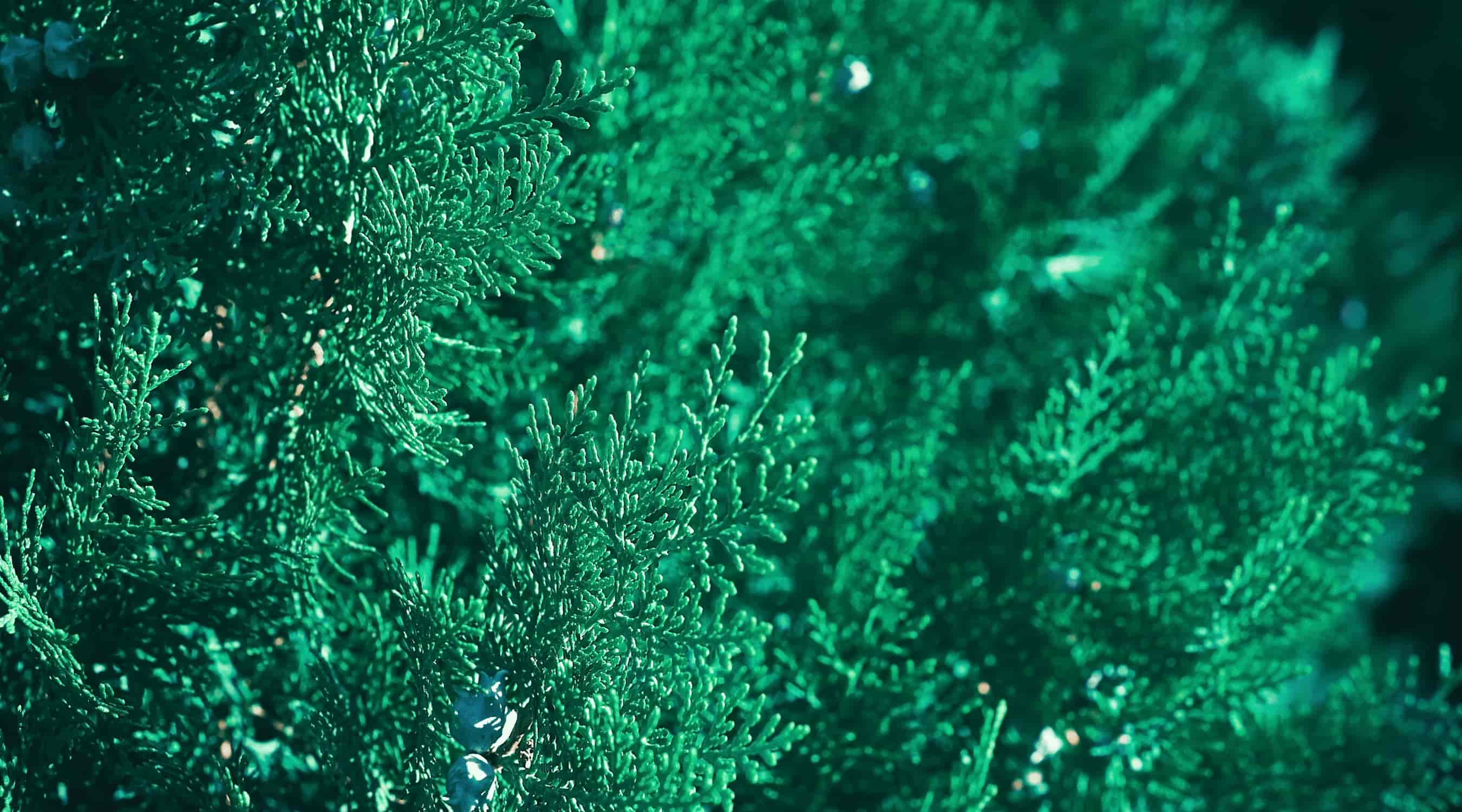 Alge u proizvodnji hrane