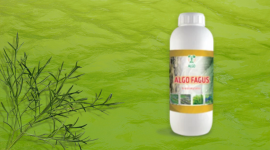 Algo Fagus za ojačavanje biljaka