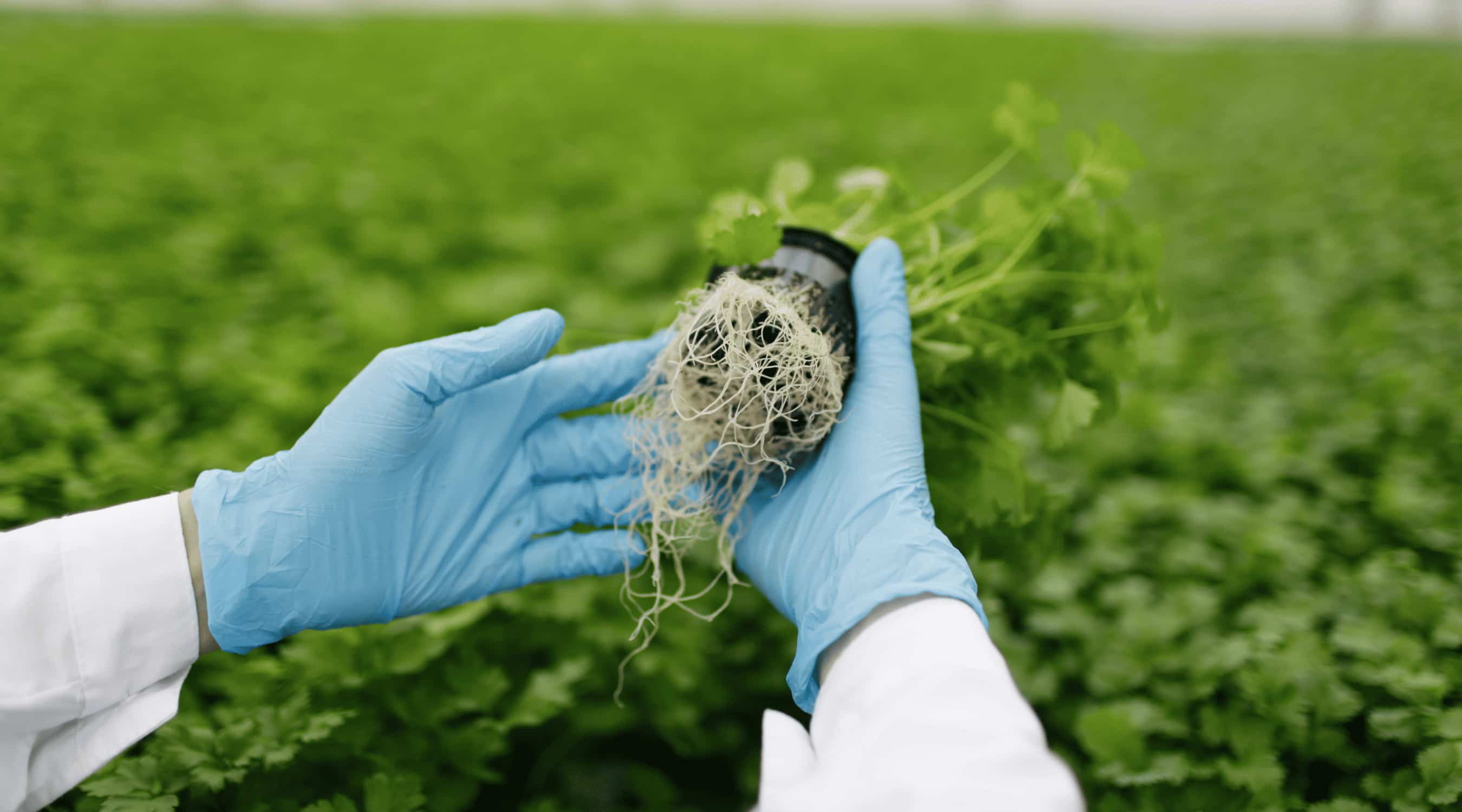 Biostimulatori u agroindustriji