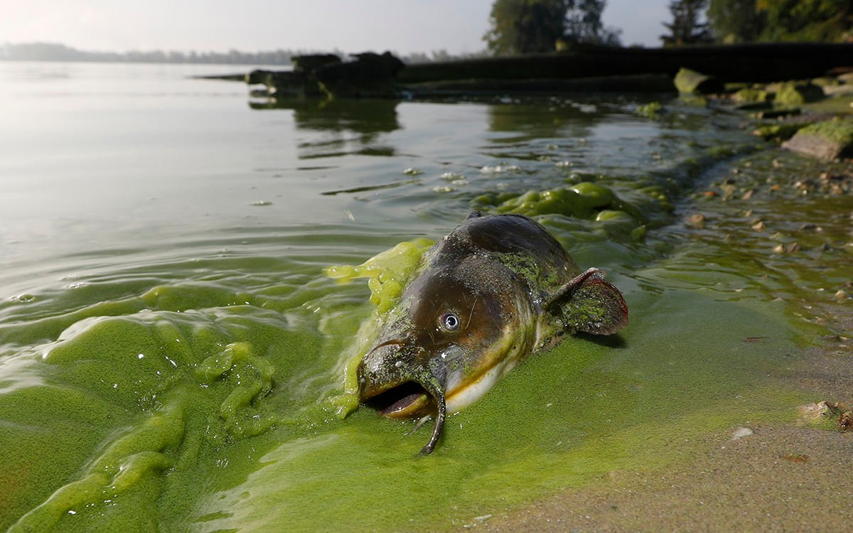 Cvetanje algi – pretnja živom svetu