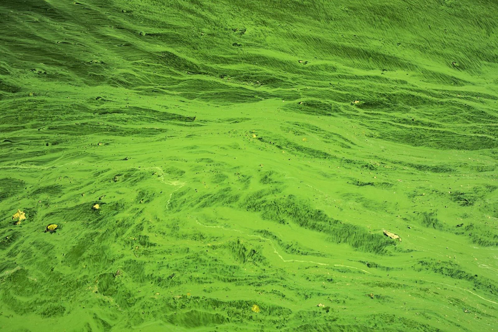 Cvetanje algi – pretnja živom svetu