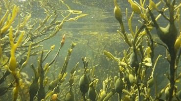Osnovni tipovi morfološke organizacije i klasifikacija algi