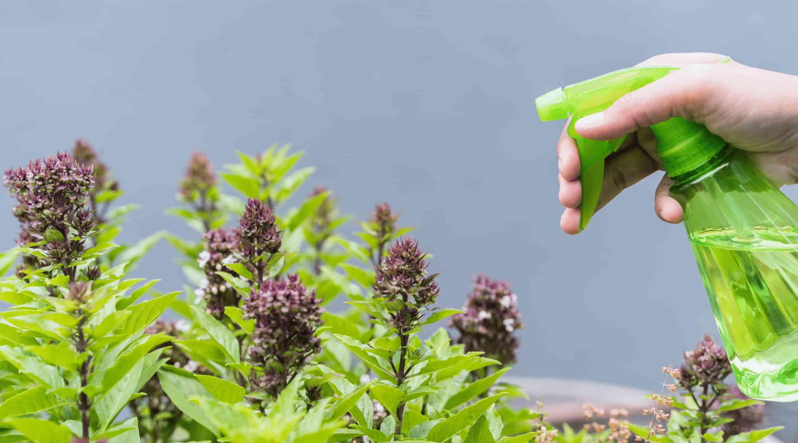 Prirodni pesticidi u poljoprivredi