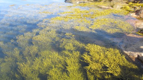 Uloga algi u bioremedijaciji organskih zagađivaca